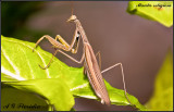 Mantis religiosa