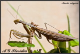 Mantis religiosa