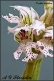 Orchis lactea