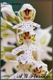Orchis lactea