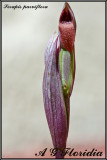 Serapis parviflora