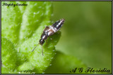 Staphylinidae (probably Philonthus sp.)