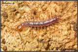 Lithobius sp.