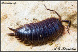 Porcellio sp.