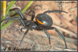 Steatoda paykulliana