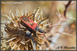 Rhynocoris erythropus