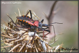 Rhynocoris erythropus