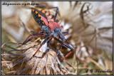 Rhynocoris erythropus