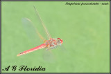 Sympetrum fonscolombii - male