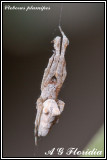 Uloborus plumipes
