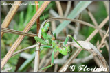 Mantis religiosa - nymph