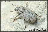 Curculionidae - Unidentified species