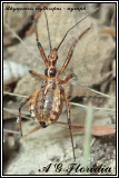 Rhynocoris erythropus - nymph