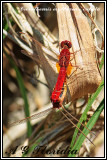 Crocothemis erythraea - cupola