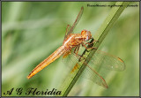 Crocothemis erythraea - female