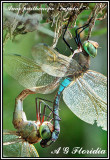 Anax parthenope - cupola 