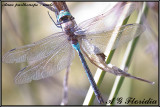 Anax parthenope - male