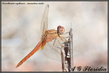 Crocothemis erythraea - immature male 