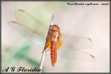 Crocothemis erythraea - male approaching maturity