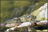 Anax parthenope - tandem. This female is unusual in that the abdomen is not normally blue.