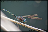 Orthetrum trinacria - immature male