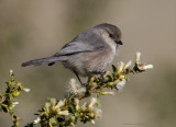 Bushtit