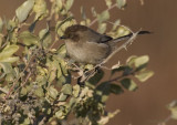 Bushtit