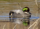 Falcated Duck