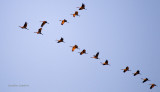 Sandhill Cranes