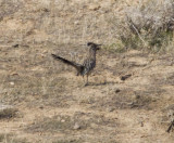 Greater Roadrunner