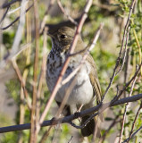 Hermit Thrush