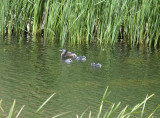 Pied-billed Grebe with chicks