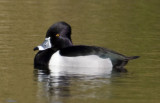 Ring-necked Duck