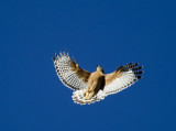 Red-shouldered Hawk