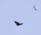 White-tailed Kite and Golden Eagle 1