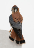 American Kestrel