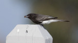 Black Phoebe