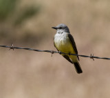 Western Kingbird