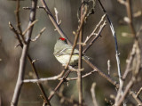 Flaming red crown of a Ruby-crowned Kinglet