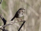 San Mateo Coast Song Sparrow