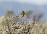Green-tailed Towhee