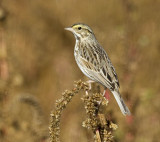 Savannah Sparrow