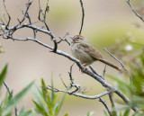Rufous-crowned Sparrow