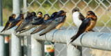Barn Swallows, and one Tree Swallow