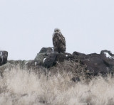 Rough-legged Hawk
