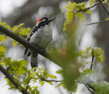 Nuttalls woodpecker