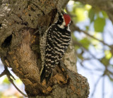Nuttalls woodpecker