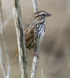 San Francisquito Creek Song Sparrow 1