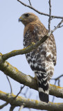 Red-shouldered Hawk