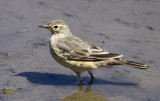 American Pipit